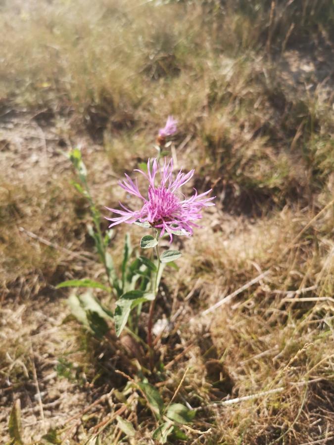 Zlatibor Hills Zozon Διαμέρισμα Εξωτερικό φωτογραφία